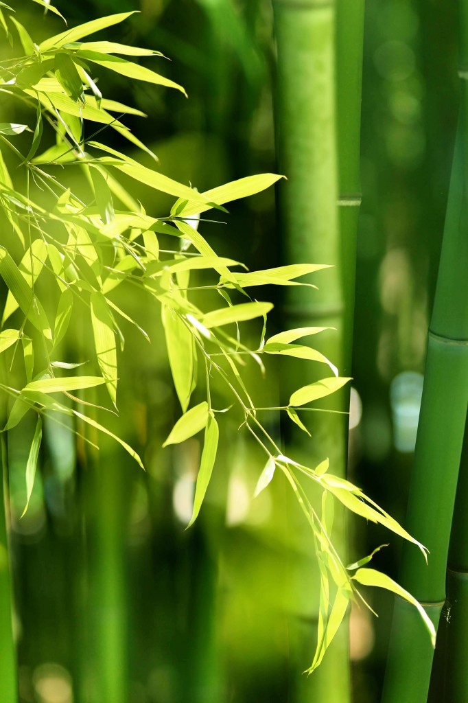 Asian Bamboo forest with morning sunlight.