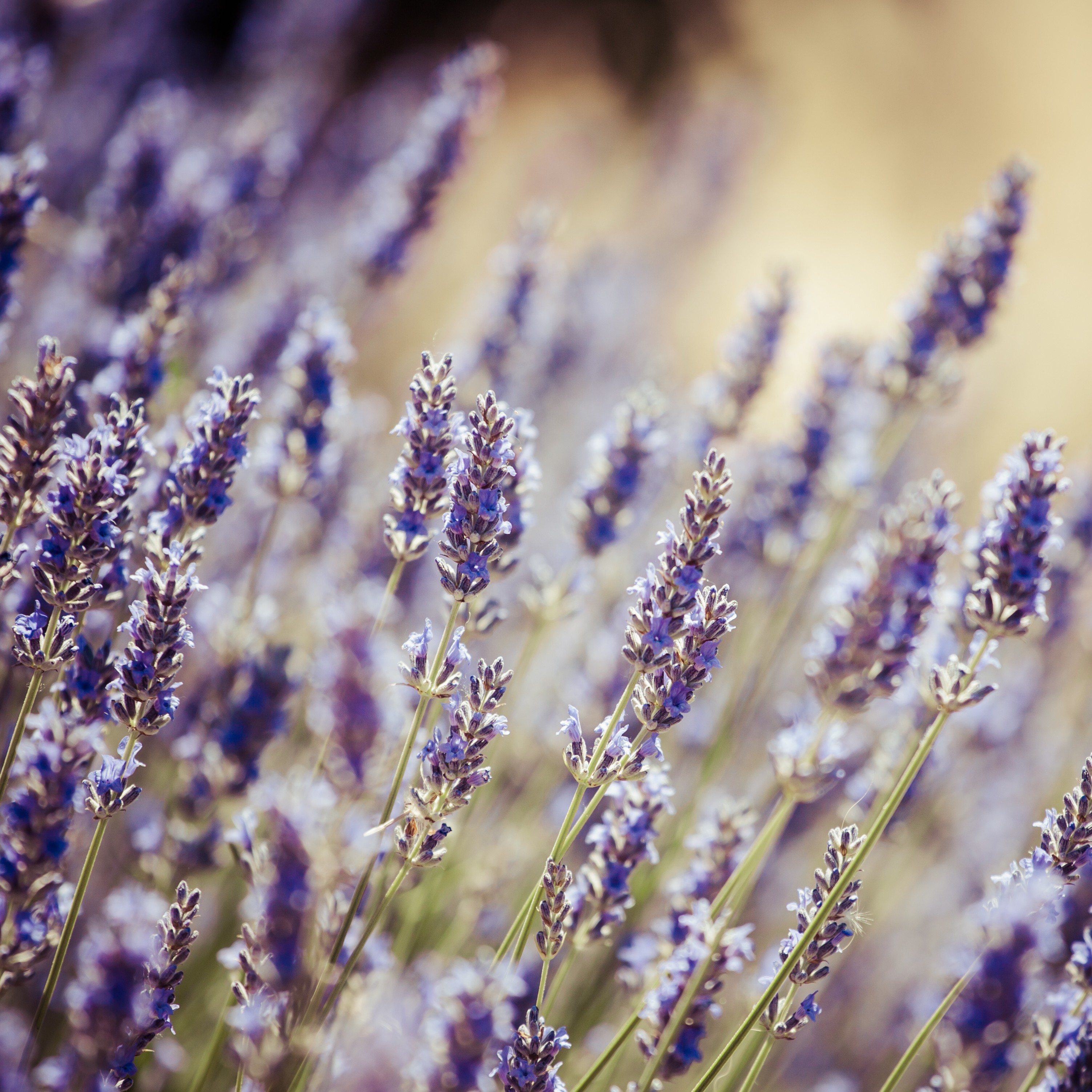 NancyMeijs-Lavendel