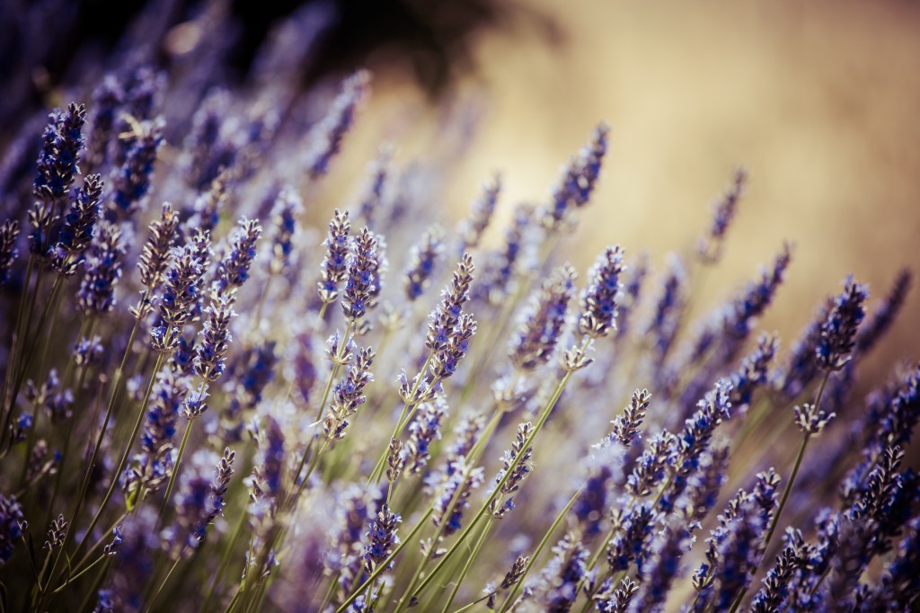 Beautiful Detail Of A Lavender Field.